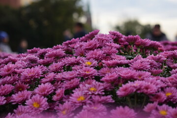 flowers in the park