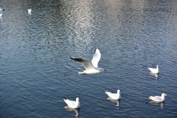 品川 No.14 ゆりかもめ