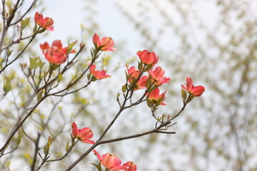 ピンク色のハナミズキの花