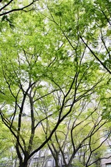 定禅寺通りのケヤキの木