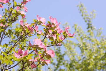 ピンク色のハナミズキの花