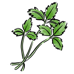 みつば　筆　イラスト　水彩　手描き
