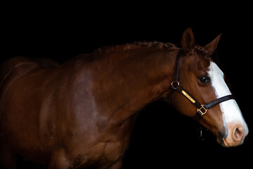 Stock Horse Mare 3