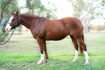 Fototapeta premium Stock horse mare 1