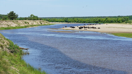 cows resting at a watering hole on the river on a hot summer day