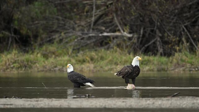 Bald Eagle (Haliaeetus leucocephalus) eating fish after a successful hunting for salmon in Fraser Valley, British Columbia, Canada