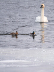 Fototapeta premium Swans and ducks are playing in open water of a lake 