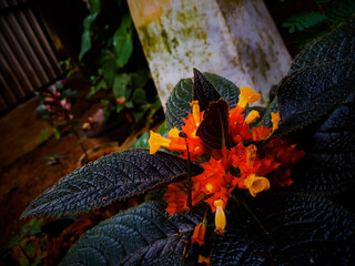 autumn leaves on a tree