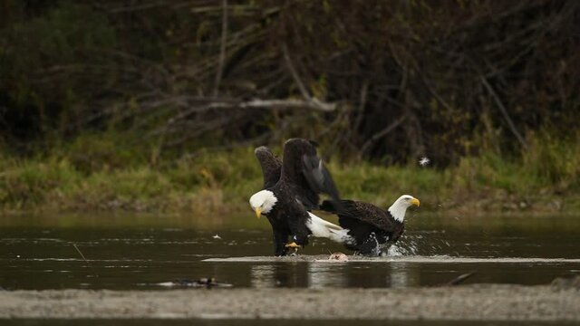 Bald Eagle (Haliaeetus leucocephalus) eating fish after a successful hunting for salmon in Fraser Valley, British Columbia, Canada