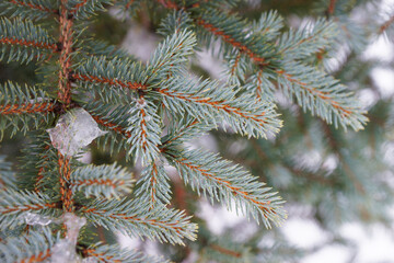Naklejka na ściany i meble Snow covered fir branches in winter