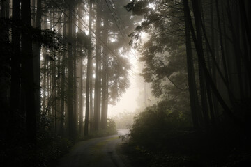 霧の森
