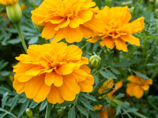 close up beautiful yellow flowers in the garden