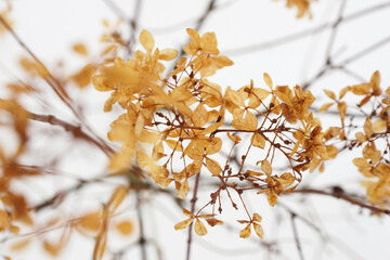 Dried yellow hydrangea flowers in winter