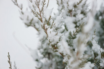 Obraz premium Snow covered branches of a coniferous tree in winter