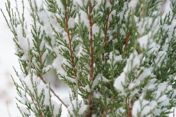 Snow covered branches of a coniferous tree in winter