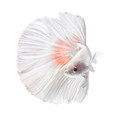 Fototapeta premium White Betta