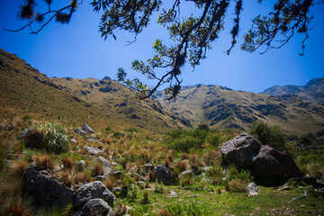 Fototapeta premium tree with mountain in the background