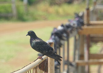 A pigeon standing on a wooden fence