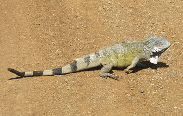 An iguana walking on the ground