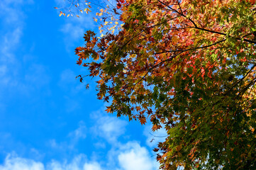 autumn leaves against blue sky