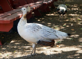 An adult white peacock on the ground