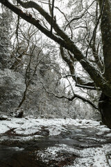冬の熊本　菊池渓谷　雪景色