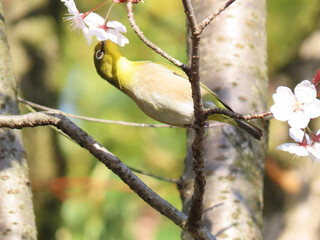 桜の蜜を吸うメジロ