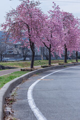 Naklejka premium 早咲きの河津桜を見にこう！