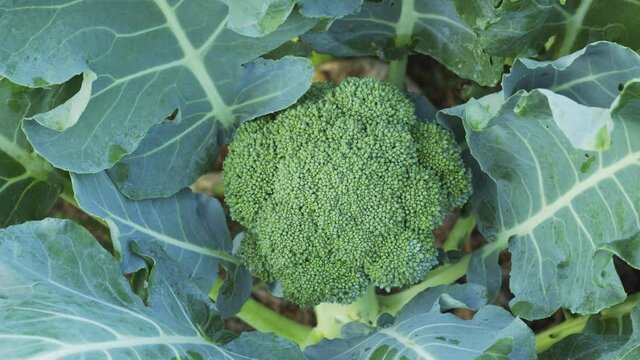 Fresh planted broccoli and green leaves in garden