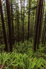 Footpath in the woods