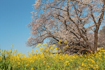 桜堤防　熊谷