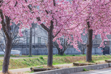 早咲きの河津桜を見にこう！