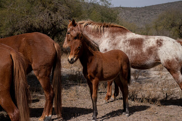 Obraz na płótnie Canvas two horses in the field