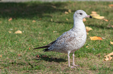 A close up portrait shot of seagull standing on a grassland on sunny autumn day