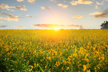 Obraz premium Landscape of the yellow flowers in the garden with sunset at Petchabun province, Thailand. Sunhemp ( Crotalaria juncea) flowers with sunrise.