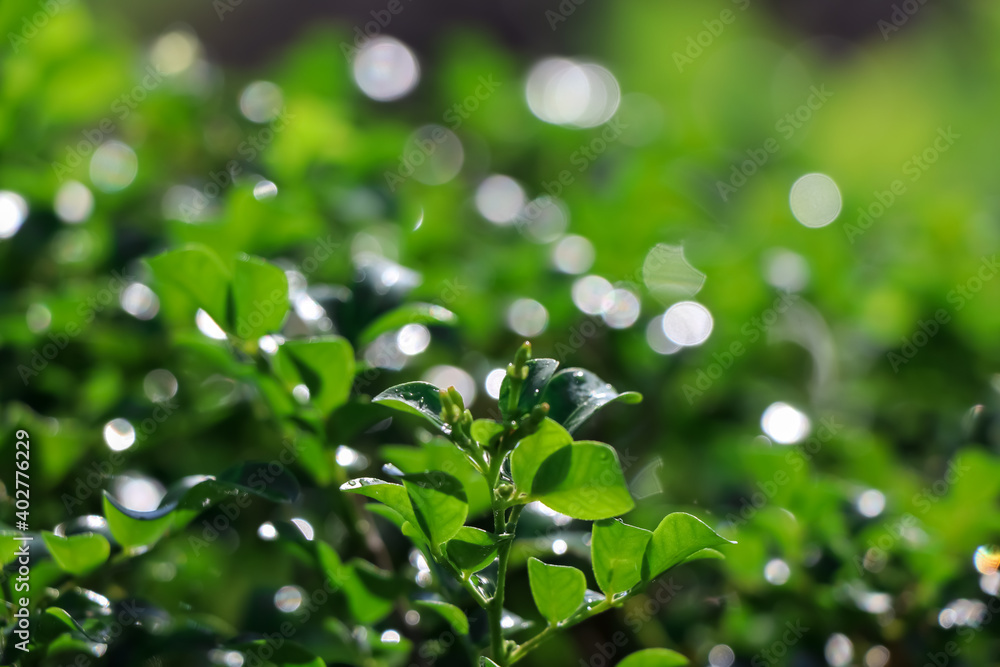 Poster Water droplets on leaves