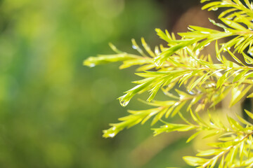Water droplets on leaves