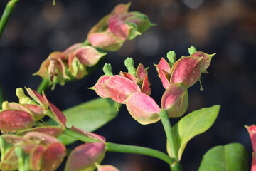 Euphorbia bracteata Jacq are growing