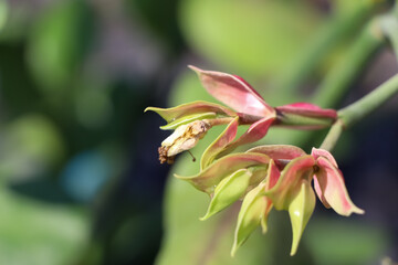 Euphorbia bracteata Jacq are growing