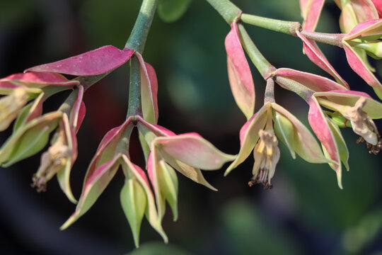 Euphorbia bracteata Jacq are growing
