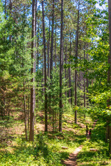Fototapeta premium Forrest Hiking Trail, Wisconsin, USA