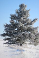 Large Pine Tree Covered in Frost