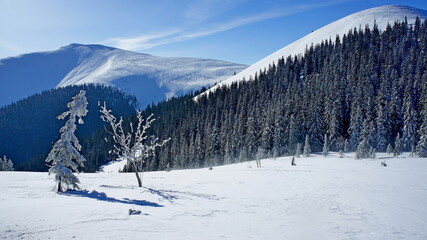 2 young trees - spruce and mountain alder on a snowy slope of the Carpathian Mountains on a clear frosty day against the backdrop of forests and mountains