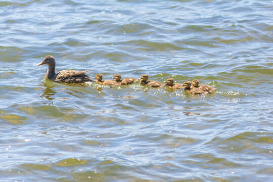 Duck Family Swimming, Wisconsin, USA