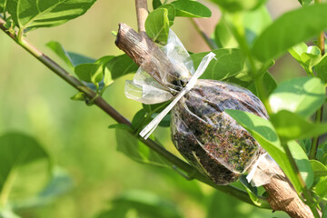 Propagating trees