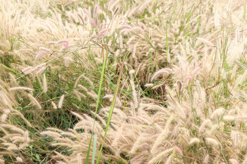 The grass flowers are blooming