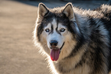 Siberian Husky dog black and white colour with blue eyes.