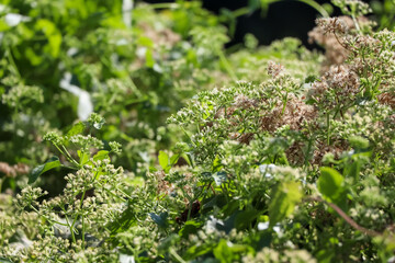 Mikania cordata flowers