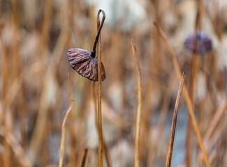 Residual lotus shot in Japan