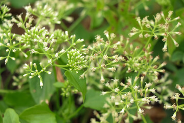 Mikania cordata flowers